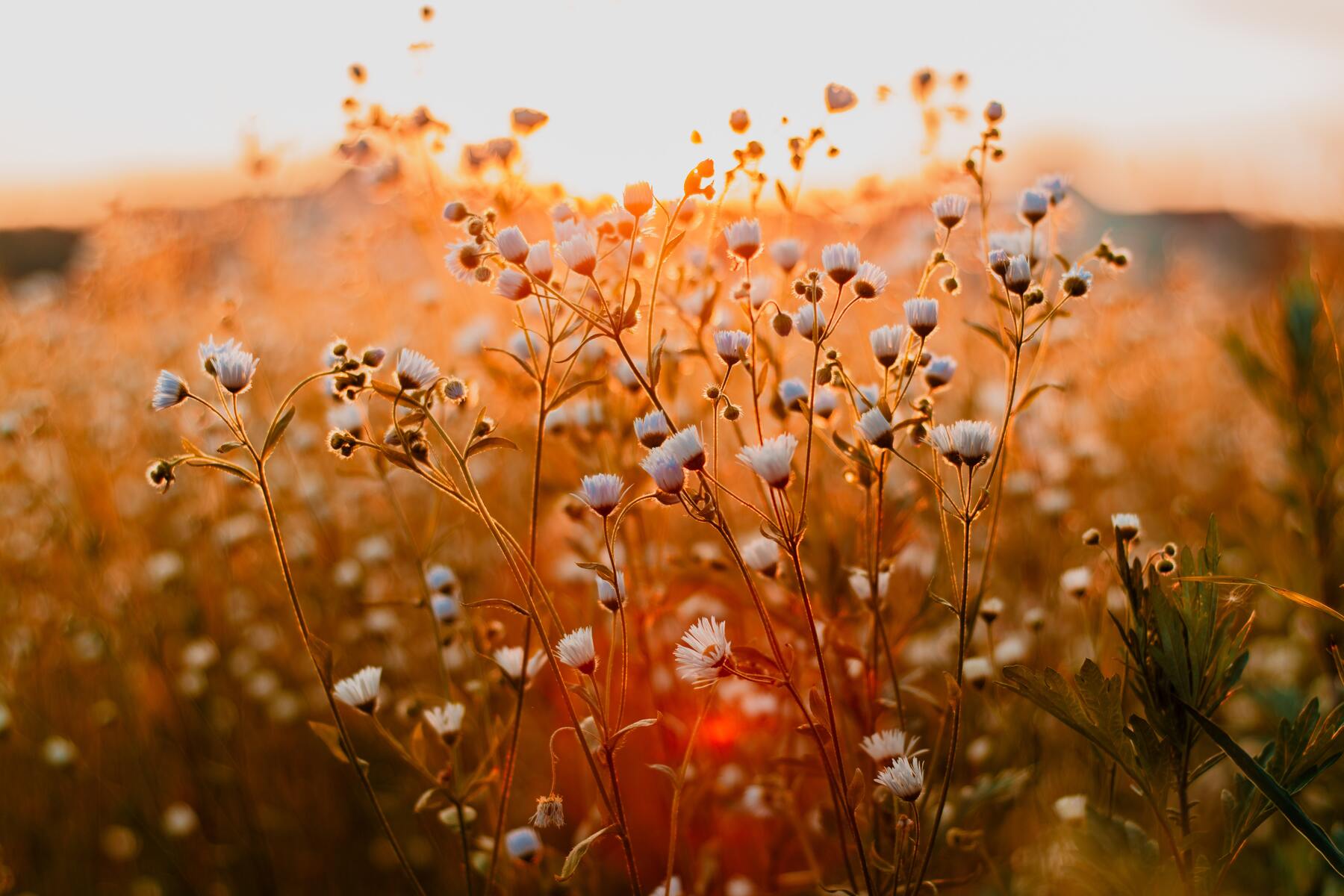 L’antidote naturel dont personne ne parle